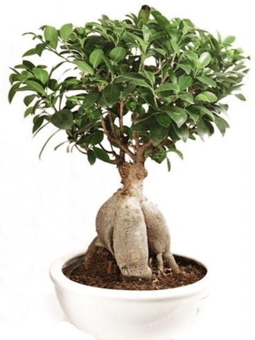 Ginseng bonsai japon aac ficus ginseng  stanbul Beyolu nternetten iek siparii 